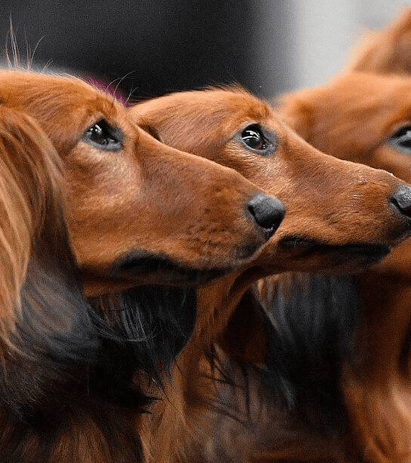 Dog’s Skin and Coat Caring